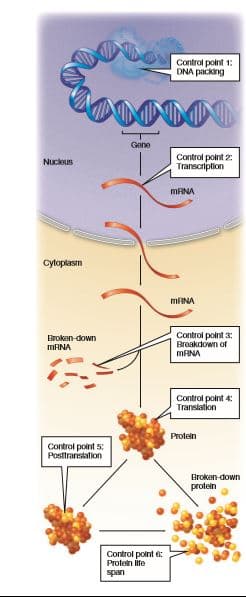 Control point 1:
DNA packing
Gene
Control point 2
Transcription
Nucleus
MRNA
Cytoplasm
MRNA
Broken-down
MANA
Control point 3:
Breakdown of
MRNA
Control point 4:
Translation
Protein
Control point s:
Posttrariskation
Broken-down
protein
Control polnt e:
Proteln ite
span
