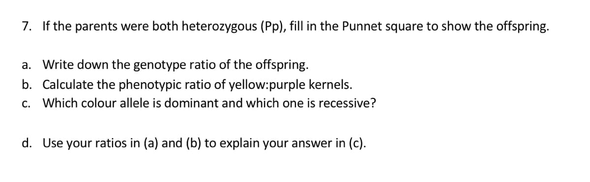 7. If the parents were both heterozygous (Pp), fill in the Punnet square to show the offspring.
a. Write down the genotype ratio of the offspring.
b. Calculate the phenotypic ratio of yellow:purple kernels.
c. Which colour allele is dominant and which one is recessive?
d. Use your ratios in (a) and (b) to explain your answer in (c).
