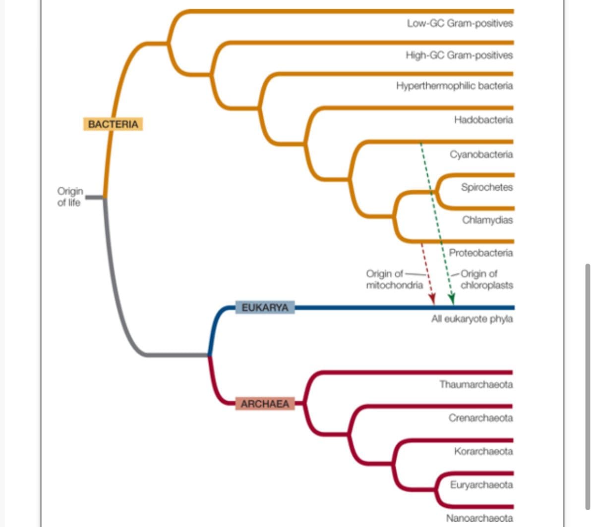 Origin
of life
BACTERIA
EUKARYA
ARCHAEA
Low-GC Gram-positives
High-GC Gram-positives
Hyperthermophilic bacteria
Origin of-
mitochondria
Hadobacteria
Cyanobacteria
Spirochetes
Chlamydias
Proteobacteria
-Origin of
chloroplasts
All eukaryote phyla
Thaumarchaeota
Crenarchaeota
Korarchaeota
Euryarchaeota
Nanoarchaeota