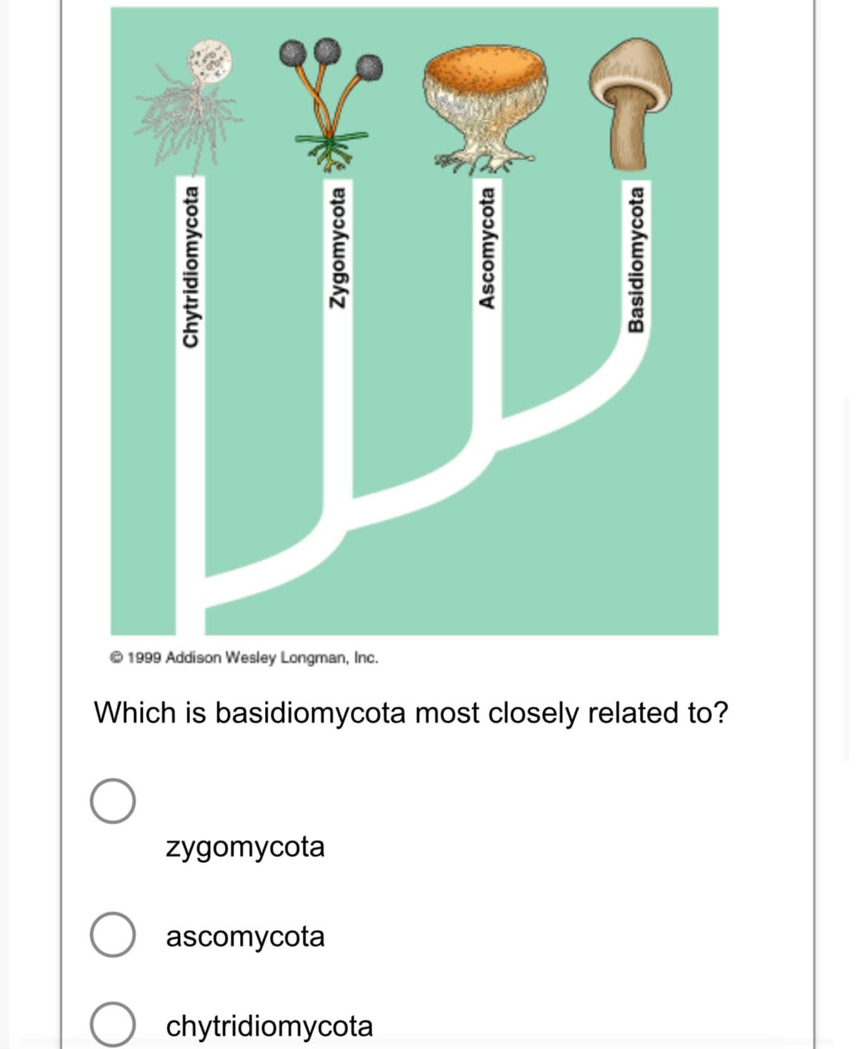 1
O
Chytridiomycota
zygomycota
Zygomycota
1999 Addison Wesley Longman, Inc.
Which is basidiomycota most closely related to?
ascomycota
Ascomycota
chytridiomycota
Basidiomycota