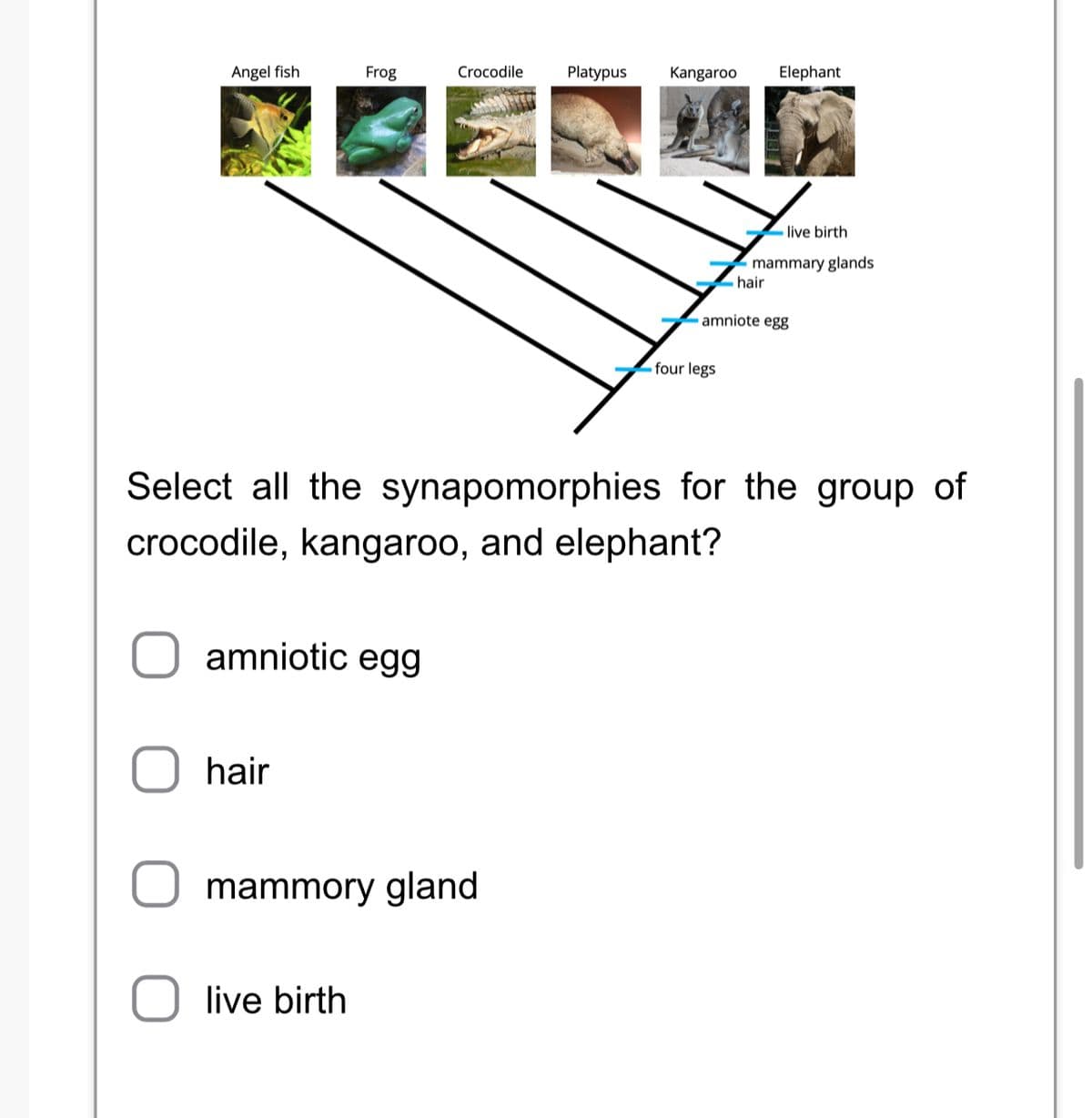 Angel fish
Frog
amniotic egg
hair
Crocodile
live birth
mammory gland
Platypus Kangaroo Elephant
Select all the synapomorphies for the group of
crocodile, kangaroo, and elephant?
live birth
mammary glands
four legs
hair.
amniote egg