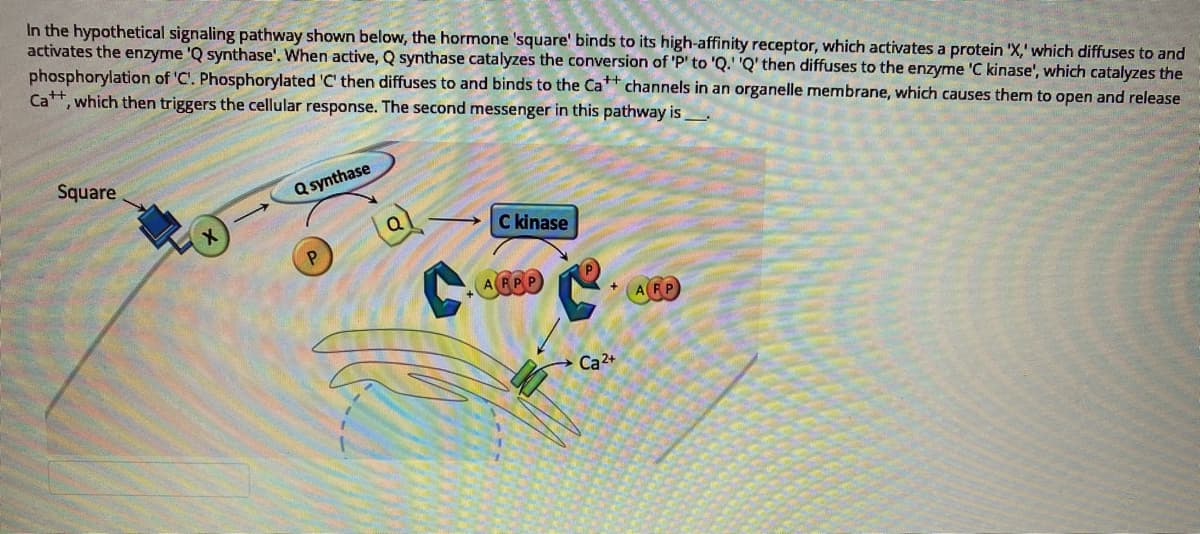 In the hypothetical signaling pathway shown below, the hormone 'square' binds to its high-affinity receptor, which activates a protein 'X,' which diffuses to and
activates the enzyme 'Q synthase'. When active, Q synthase catalyzes the conversion of 'P' to 'Q.' 'Q' then diffuses to the enzyme 'C kinase', which catalyzes the
phosphorylation of 'C'. Phosphorylated 'C' then diffuses to and binds to the Ca* channels in an organelle membrane, which causes them to open and release
Ca, which then triggers the cellular response. The second messenger in this pathway is
Square
Q synthase
C kinase
AGBO
+.
ARP
Ca2+
