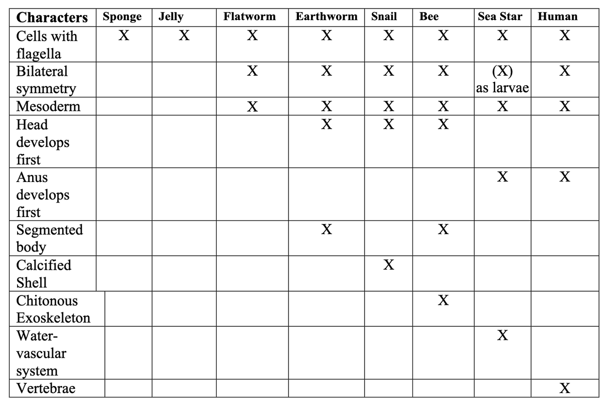 Characters Sponge Jelly
X
X
Cells with
flagella
Bilateral
symmetry
Mesoderm
Head
develops
first
Anus
develops
first
Segmented
body
Calcified
Shell
Chitonous
Exoskeleton
Water-
vascular
system
Vertebrae
Flatworm
X
X
X
Earthworm Snail
X
X
X
X
X
X
X
XX
X
Bee
X
X
X
X
X
X
Sea Star
X
(X)
as larvae
X
X
X
Human
X
X
X
X
X