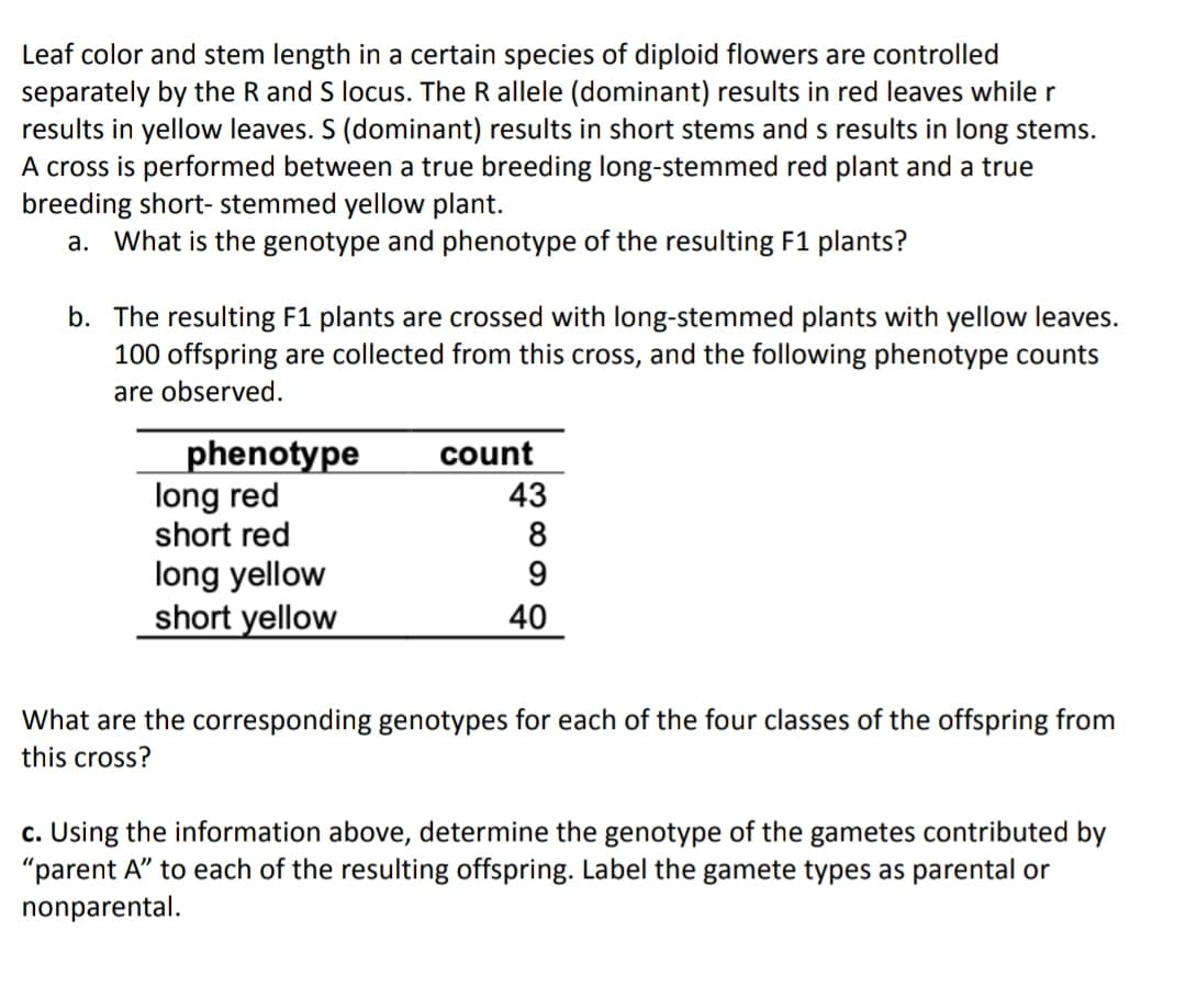 Leaf color and stem length in a certain species of diploid flowers are controlled
separately by the R and S locus. The R allele (dominant) results in red leaves while r
results in yellow leaves. S (dominant) results in short stems and s results in long stems.
A cross is performed between a true breeding long-stemmed red plant and a true
breeding short- stemmed yellow plant.
a. What is the genotype and phenotype of the resulting F1 plants?
b. The resulting F1 plants are crossed with long-stemmed plants with yellow leaves.
100 offspring are collected from this cross, and the following phenotype counts
are observed.
phenotype
long red
short red
count
43
8
long yellow
short yellow
40
What are the corresponding genotypes for each of the four classes of the offspring from
this cross?
c. Using the information above, determine the genotype of the gametes contributed by
"parent A" to each of the resulting offspring. Label the gamete types as parental or
nonparental.
