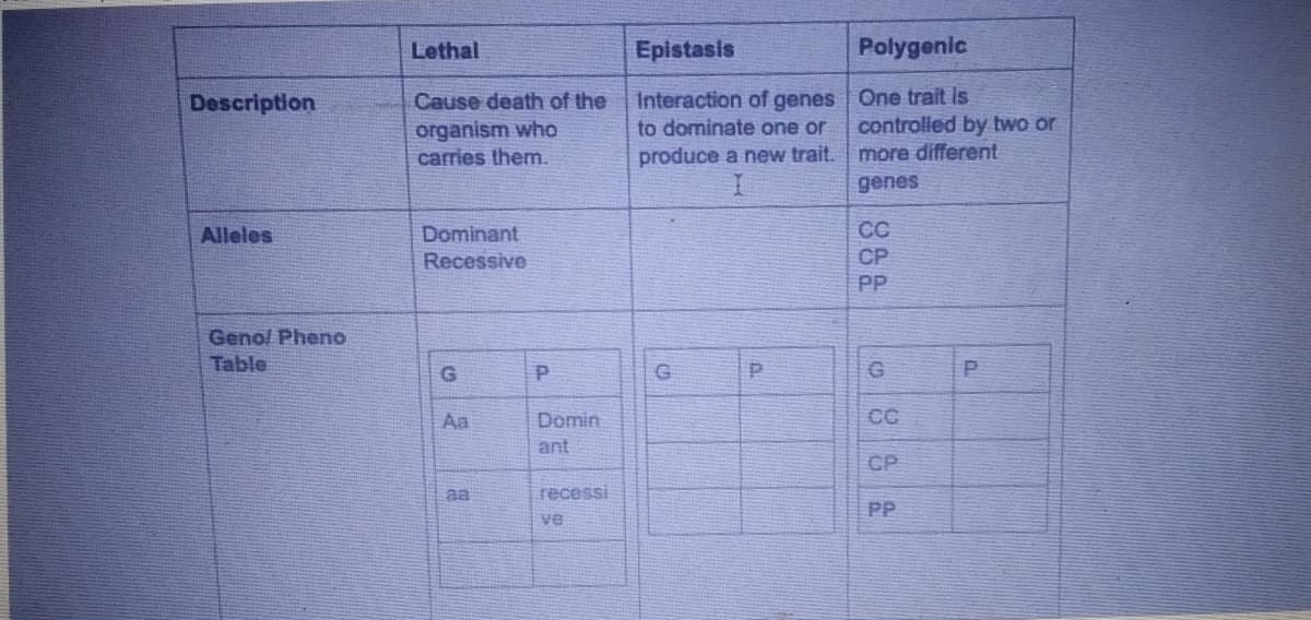 Lethal
Epistasis
Polygenic
Description
Cause death of the
Interaction of genes One trait is
organism who
carries them.
controlied by two or
more different
genes
to dominate one or
produce a new trait.
Alleles
CC
Dominant
Recessive
CP
PP
Genol Pheno
Table
G
Aa
Domin
CC
ant
CP
aa
recessi
PP
ve

