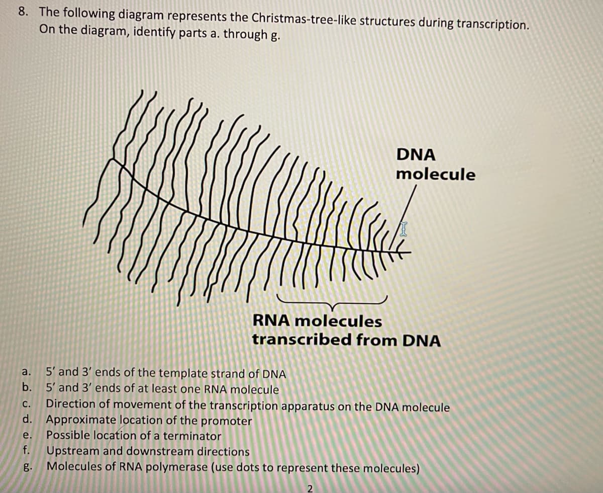 8. The following diagram represents the Christmas-tree-like structures during transcription.
On the diagram, identify parts a. through g.
DNA
molecule
RNA molecules
transcribed from DNA
5' and 3' ends of the template strand of DNA
5' and 3' ends of at least one RNA molecule
a.
b.
Direction of movement of the transcription apparatus on the DNA molecule
Approximate location of the promoter
Possible location of a terminator
с.
d.
e.
f.
Upstream and downstream directions
Molecules of RNA polymerase (use dots to represent these molecules)
g.
2
