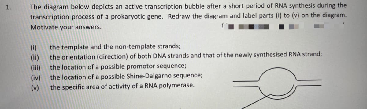 1.
The diagram below depicts an active transcription bubble after a short period of RNA synthesis during the
transcription process of a prokaryotic gene. Redraw the diagram and label parts (i) to (v) on the diagram.
Motivate your answers.
(i)
the template and the non-template strands;
(ii)
the orientation (direction) of both DNA strands and that of the newly synthesised RNA strand;
(ii)
the location of a possible promotor sequence;
(iv)
the location of a possible Shine-Dalgarno sequence;
(v)
the specific area of activity of a RNA polymerase.

