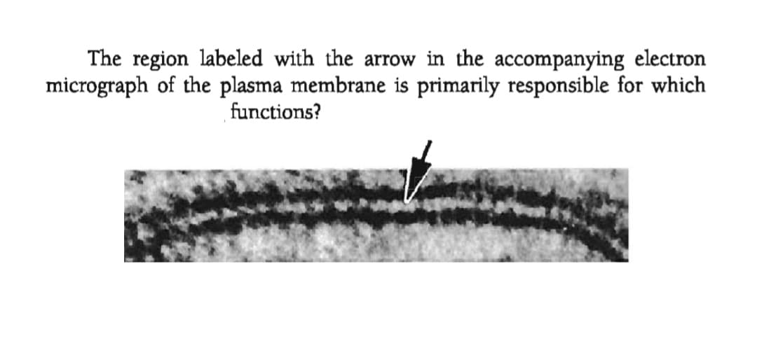 The region labeled with the arrow in the accompanying electron
micrograph of the plasma membrane is primarily responsible for which
functions?
