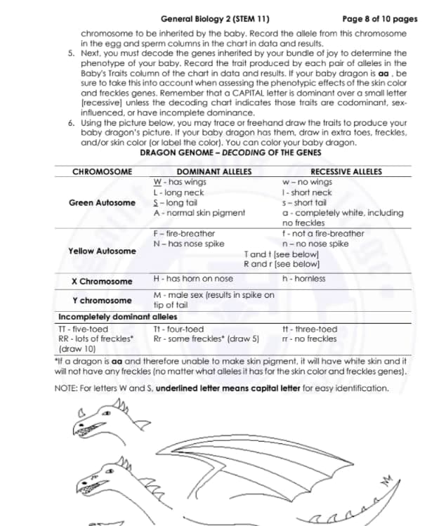 General Biology 2 (STEM 11)
Page 8 of 10 pages
chromosome to be inherited by the baby. Record the allele from this chromosome
in the egg and sperm columns in the chart in data and results.
5. Next, you must decode the genes inherited by your bundle of joy to determine the
phenotype of your baby. Record the trait produced by each pair of alleles in the
Baby's Traits column of the chart in data and results. If your baby dragon is aa , be
sure to take this into account when assessing the phenotypic effects of the skin color
and freckles genes. Remember that a CAPITAL letter is dominant over a small letter
(recessive) unless the decoding chart indicates those traits are codominant, sex-
influenced, or have incomplete dominance.
6. Using the picture below, you may trace or freehand draw the traits to produce your
baby dragon's picture. If your baby dragon has them, draw in extra toes, freckles,
and/or skin color (or label the color). You can color your baby dragon.
DRAGON GENOME - DECODING OF THE GENES
DOMINANT ALLELES
W- has wings
L- long neck
S- long tail
A- normal skin pigment
RECESSIVE ALLELES
w- no wings
1- short neck
S- short tail
a- completely white, including
no freckles
f- not a fire-breather
n-no nose spike
T and t (see below)
CHROMOSOME
Green Autosome
F-fire-breather
N- has nose spike
Yellow Autosome
Rand r (see below)
X Chromosome
H- has horn on nose
h-hornless
M- male sex (results in spike on
tip of tail
Y chromosome
Incompletely dominant alleles
IT- five-toed
RR - lots of freckles
(draw 10)
"If a dragon is aa and therefore unable to make skin pigment, it will have white skin and it
will not have any freckles (no matter what alleles it has for the skin color and freckles genes).
NOTE: For letters W and S, underlined letter means capital letter for easy identification.
Tt - four-toed
Rr - some freckles (draw 5)
tt - three-toed
rr- no freckles
and
