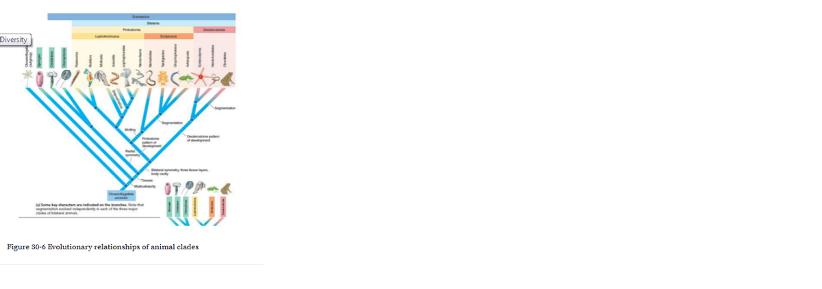 Diversity
Some key characters are indicatad on the branches Notethut
egmentation eoled ndepandentynahof the threemr
dad ofbral m
Figure 30-6 Evolutionary relationships of animal clades

