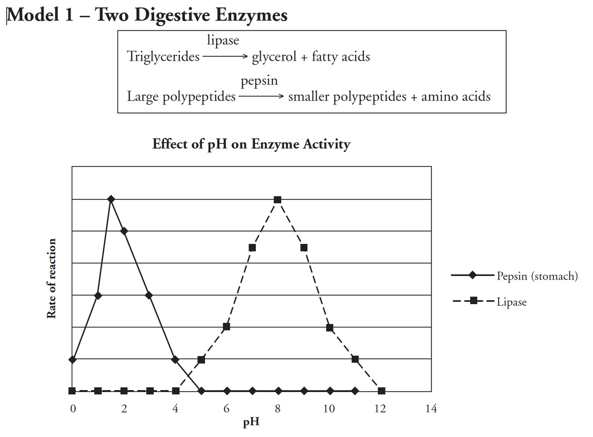 Model 1 – Two Digestive Enzymes
lipase
glycerol + fatty acids
Triglycerides
реpsin
→ smaller polypeptides + amino acids
Large polypeptides
Effect of pH on Enzyme Activity
- Pepsin (stomach)
1.
+-Lipase
4
8
10
12
14
pH
Rate of reaction
6.
