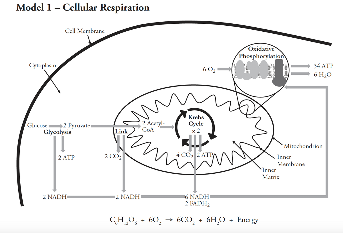 Model 1 – Cellular Respiration
Cell Membrane
Oxidative
Phosphorylation
Cytoplasm
6 O2 =
34 ATP
6 H2O
Krebs
Glucose i
2 Acetyl-
Cycle
2 Pyruvate
Glycolysis
Link
x 2
` Mitochondrion
2 CO2
4 CO, 2 ATP/
2 ATP
Inner
Membrane
Inner
Matrix
16 NADH
2 FADH2
2 NADH
12 NADH
CH,O̟ + 60, →
6CO, + 6H,0 + Energy
12
