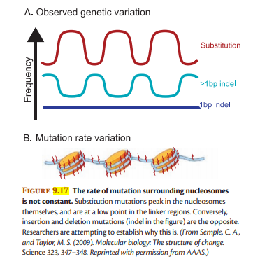 A. Observed genetic variation
Substitution
>1bp indel
1bp indel
B. Mutation rate variation
FIGURE 9.17 The rate of mutation surrounding nucleosomes
is not constant. Substitution mutations peak in the nucleosomes
themselves, and are at a low point in the linker regions. Conversely,
insertion and deletion mutations (indel in the figure) are the opposite.
Researchers are attempting to establish why this is. (From Semple, C. A,
and Taylor, M. S. (2009). Molecular biology: The structure of change.
Science 323, 347-348. Reprinted with permission from AAAS.)
Frequency
