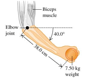 Elbow
joint
Biceps
muscle
38.0 cm
40.0°
7.50 kg
weight