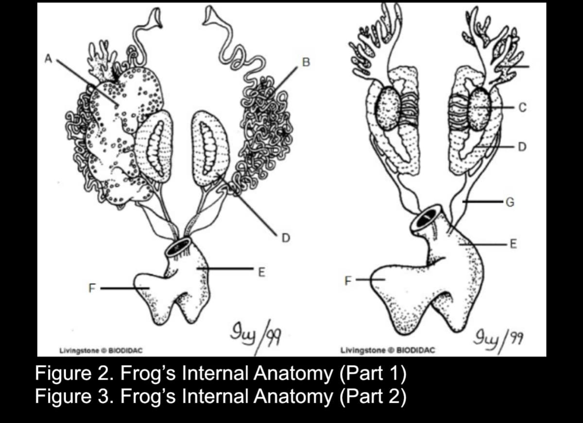 D
E
Gy/99
Livingstone BIODIDAC
Livingstone O BIODIDAC
Figure 2. Frog's Internal Anatomy (Part 1)
Figure 3. Frog's Internal Anatomy (Part 2)
