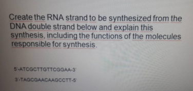 Create the RNA strand to be synthesized from the
DNA double strand below and explain this
synthesis, including the functions of the molecules
responsible for synthesis.
5-ATCGCTTGTTCGGAA-3
3-TAGCGAACAAGCCTT-5
