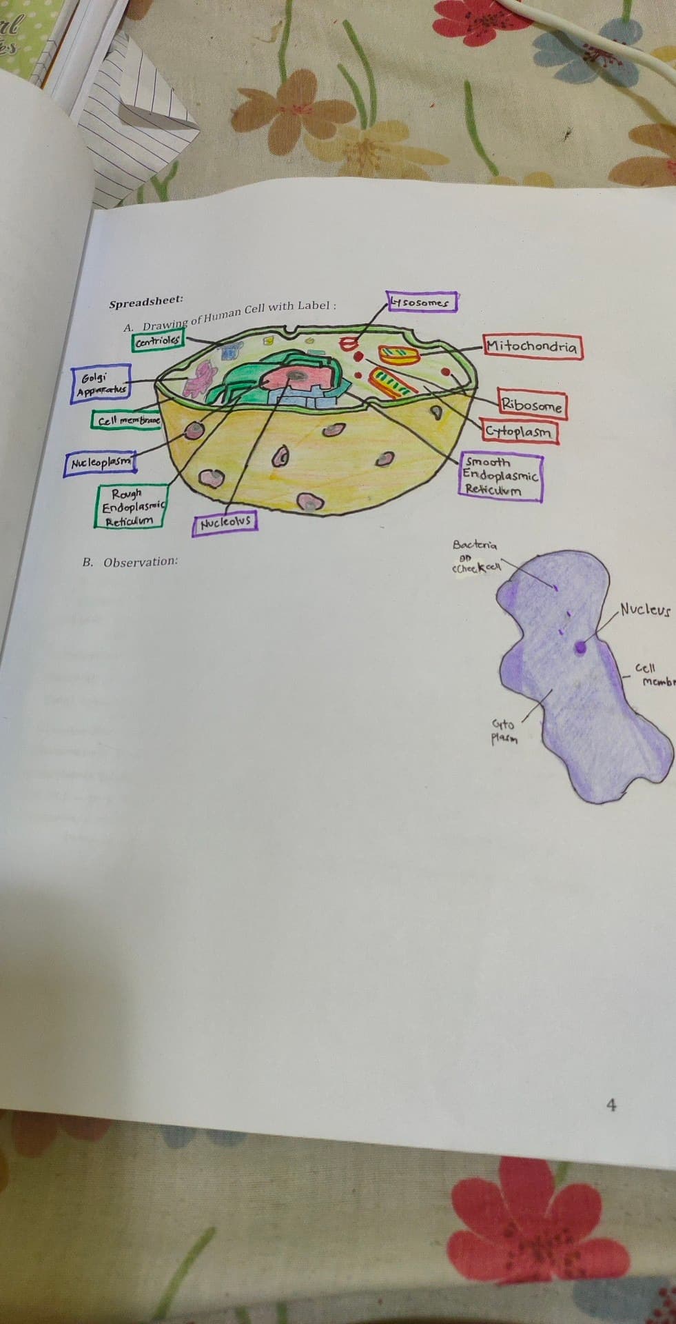 il
Spreadsheet:
A.
Golgi
Apparatus
Drawing of Human Cell with Label:
Centrioles
Cell membrane
Nucleoplasm
Rough
Endoplasmic
Reticulum
B. Observation:
E
Nucleolus
8
Lysosomes
CHAYT
Mitochondria
Ribosome
Cytoplasm
Smooth
Endoplasmic
Reticulum
Bacteria
OD
cCheckcell
Cyto
plasm
Nucleus
Cell
membr