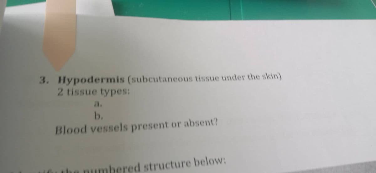 3. Hypodermis (subcutaneous tissue under the skin)
2 tissue types:
b.
Blood vessels present or absent?
if the numbered structure below: