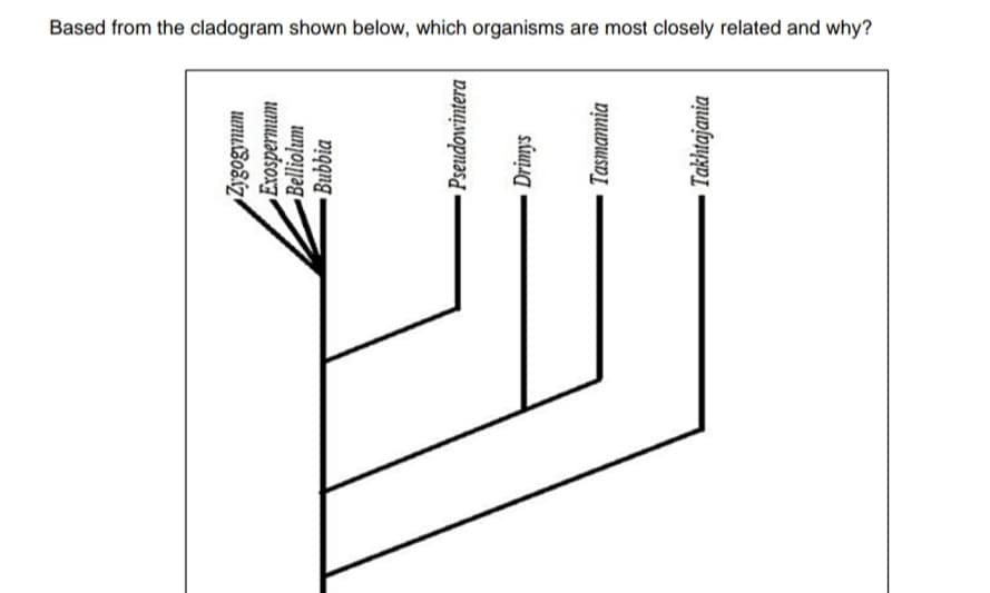 Based from the cladogram shown below, which organisms are most closely related and why?
umu.8o8áz«
Exospermum
Belliolum
Bubbia
Pseudowintera
Tasmannia
Takhtajania
