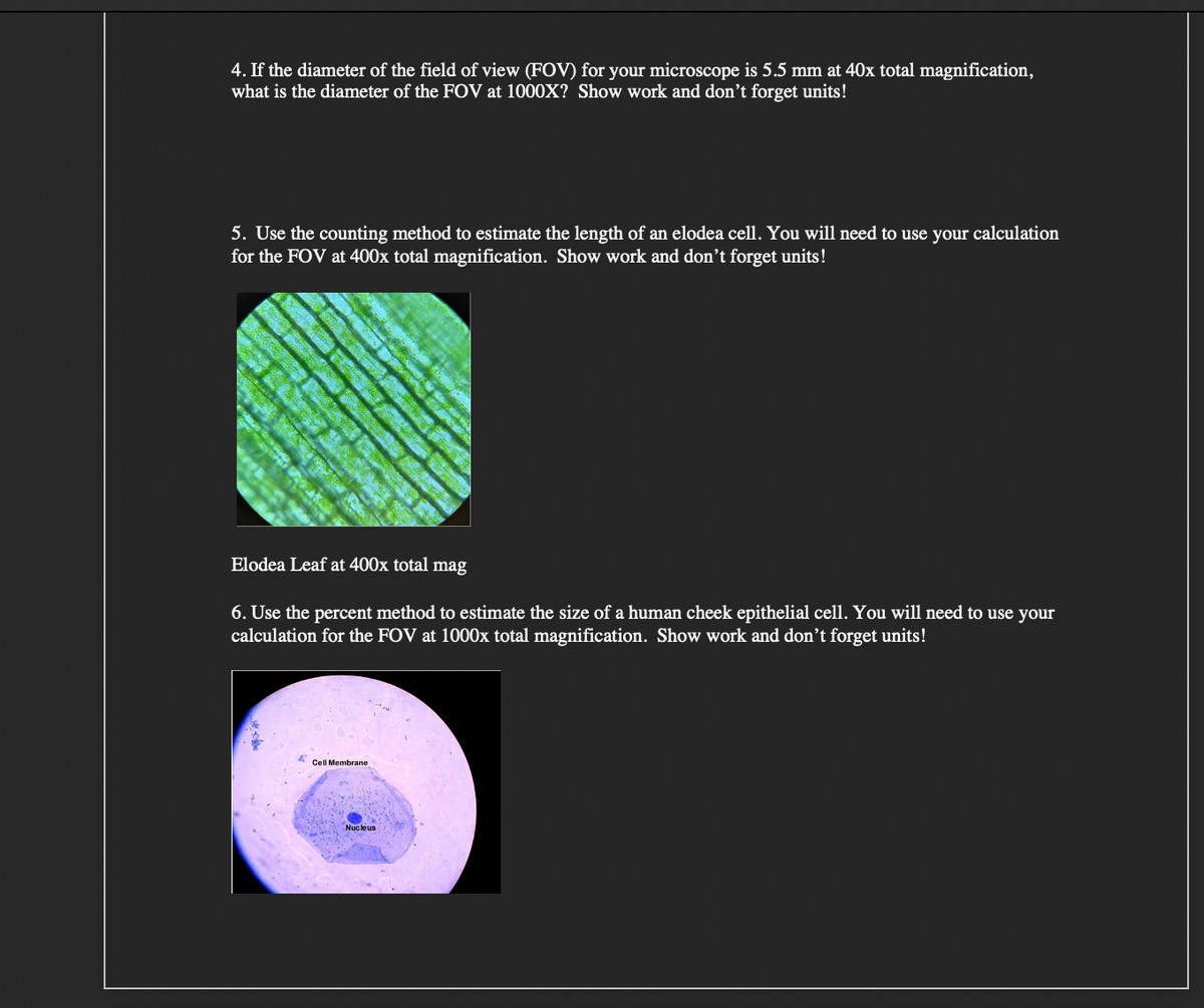 4. If the diameter of the field of view (FOV) for your microscope is 5.5 mm at 40x total magnification,
what is the diameter of the FOV at 1000X? Show work and don't forget units!
5. Use the counting method to estimate the length of an elodea cell. You will need to use your calculation
for the FOV at 400x total magnification. Show work and don't forget units!
Elodea Leaf at 400x total mag
6. Use the percent method to estimate the size of a human cheek epithelial cell. You will need to use your
calculation for the FOV at 1000x total magnification. Show work and don't forget units!
Cell Membrane
Nucle us
