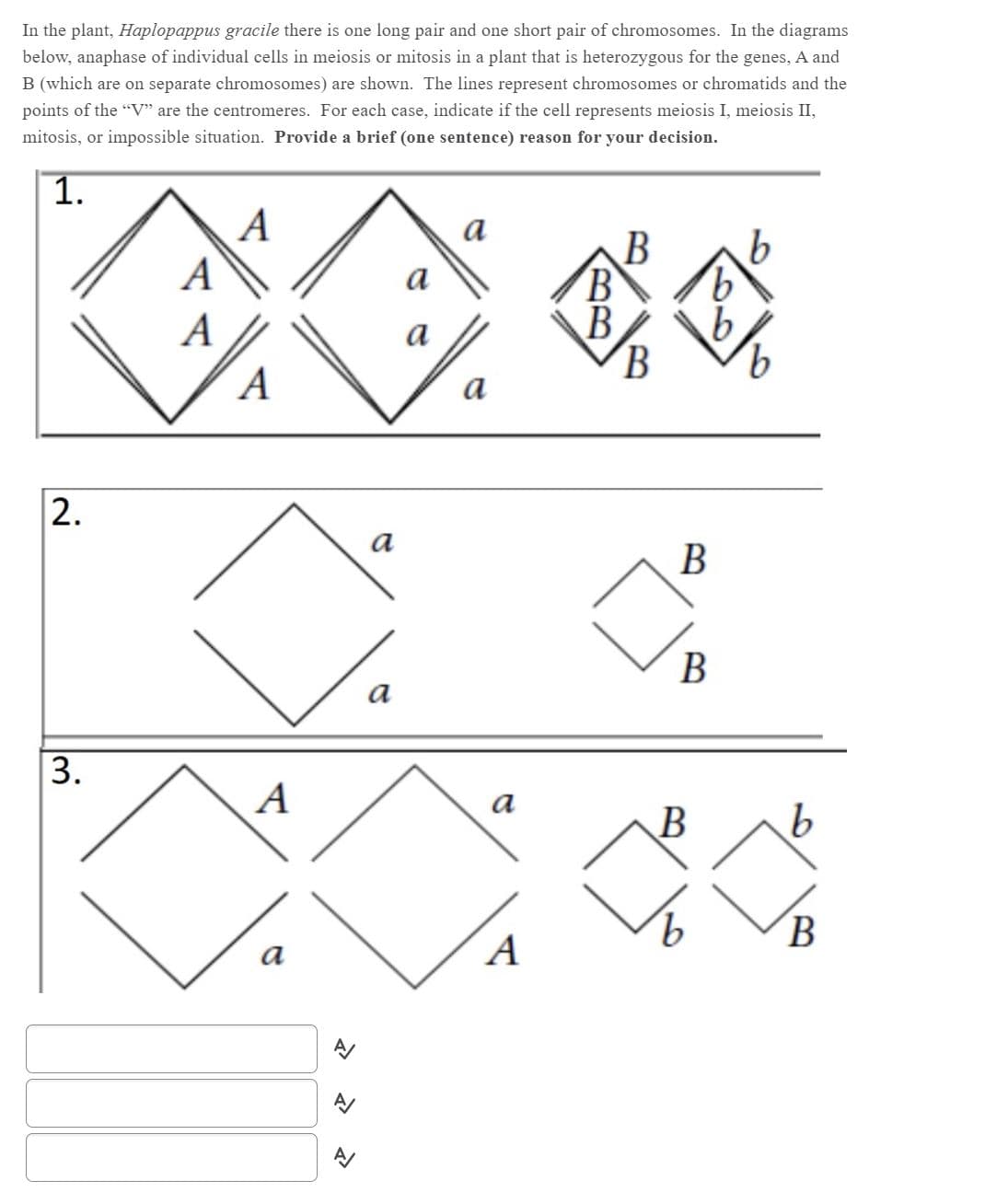 In the plant, Haplopappus gracile there is one long pair and one short pair of chromosomes. In the diagrams
below, anaphase of individual cells in meiosis or mitosis in a plant that is heterozygous for the genes, A and
B (which are on separate chromosomes) are shown. The lines represent chromosomes or chromatids and the
points of the "V" are the centromeres. For each case, indicate if the cell represents meiosis I, meiosis II,
mitosis, or impossible situation. Provide a brief (one sentence) reason for your decision.
1.
A
A
a
В
a
B
9.
A
a
B
A
a
2.
а
В
В
a
A
a
B
9.
B.
a
A
3.
