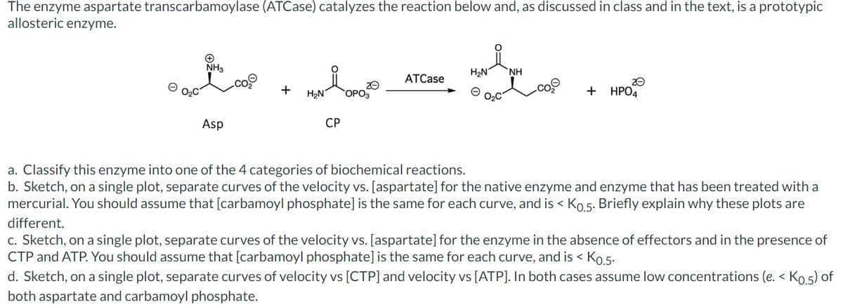 The enzyme aspartate transcarbamoylase (ATCase) catalyzes the reaction below and, as discussed in class and in the text, is a prototypic
allosteric enzyme.
+
NH3
Asp
+
на доров
H₂N
CP
ATCase
lup
ΝΗ
H₂N
+
20
HPO4
a. Classify this enzyme into one of the 4 categories of biochemical reactions.
b. Sketch, on a single plot, separate curves of the velocity vs. [aspartate] for the native enzyme and enzyme that has been treated with a
mercurial. You should assume that [carbamoyl phosphate] is the same for each curve, and is < Ko.5. Briefly explain why these plots are
different.
c. Sketch, on a single plot, separate curves of the velocity vs. [aspartate] for the enzyme in the absence of effectors and in the presence of
CTP and ATP. You should assume that [carbamoyl phosphate] is the same for each curve, and is < Ko.5.
d. Sketch, on a single plot, separate curves of velocity vs [CTP] and velocity vs [ATP]. In both cases assume low concentrations (e. < K0.5) of
both aspartate and carbamoyl phosphate.