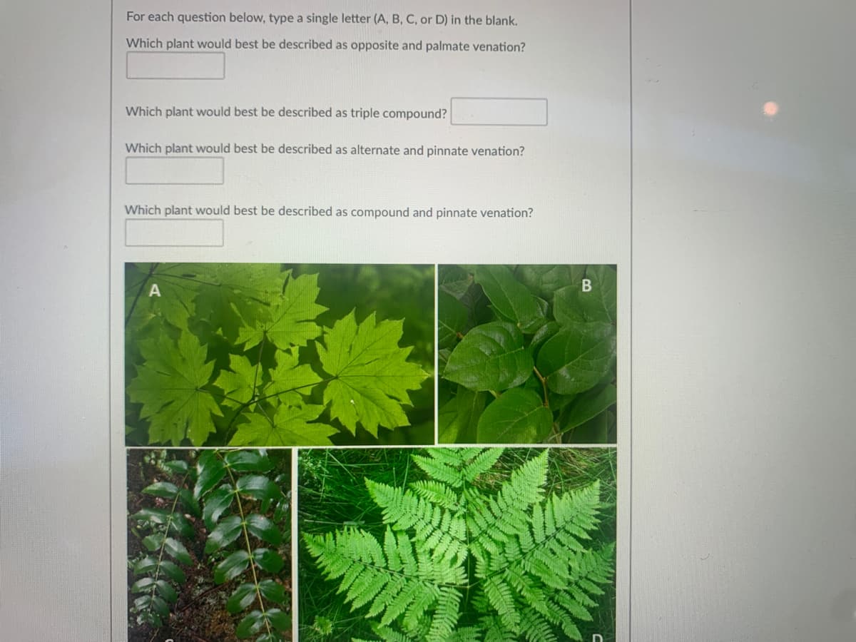 For each question below, type a single letter (A, B, C, or D) in the blank.
Which plant would best be described as opposite and palmate venation?
Which plant would best be described as triple compound?
Which plant would best be described as alternate and pinnate venation?
Which plant would best be described as compound and pinnate venation?
