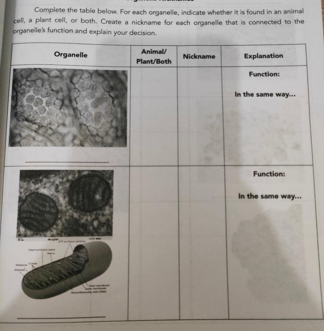 Complete the table below. For each organelle, indicate whether it is found in an animal
cell, a plant cell, or both. Create a nickname for each organelle that is connected to the
organelle's function and explain your decision.
bo Crista
Grens
Organelle
Intermembrane space
Mat
Animal/
Plant/Both
Nickname
Explanation
Function:
In the same way...
Function:
In the same way...