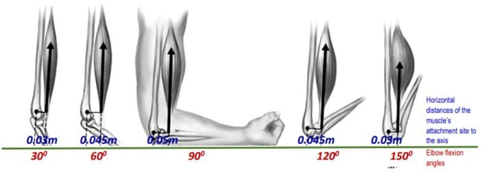Horizontal
distances of the
muscle's
0,03m
30°
0,045m
60°
OSm
0.09m
150° Ebow flexion
attachment site to
the axis
0.045m
90°
120°
angles
****
