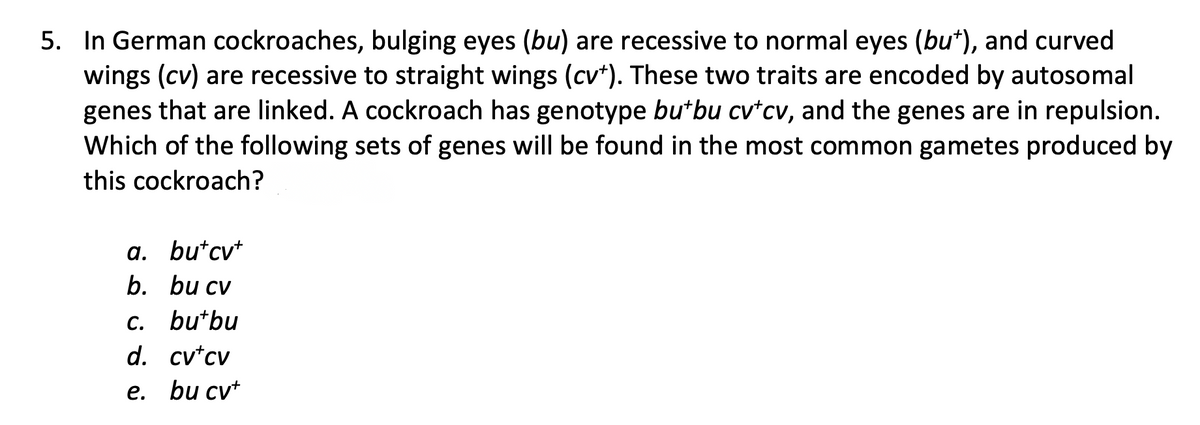 5. In German cockroaches, bulging eyes (bu) are recessive to normal eyes (bu*), and curved
wings (cv) are recessive to straight wings (cv*). These two traits are encoded by autosomal
genes that are linked. A cockroach has genotype butbu cv*cv, and the genes are in repulsion.
Which of the following sets of genes will be found in the most common gametes produced by
this cockroach?
a. buʻcy+
b. bu cv
с. butbu
d. cv*cv
е. bu cvt
