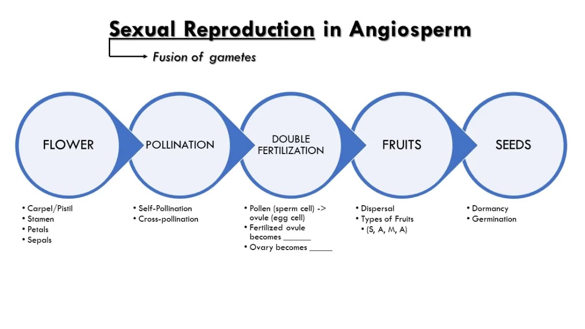Sexual Reproduction in Angiosperm
Fusion of gametes
DOUBLE
FLOWER
POLLINATION
FRUITS
SEEDS
FERTILIZATION
• Carpel/Pistil
• Stamen
• Petals
• Sepals
• Self-Pollination
• Cross-pollination
• Dispersal
• Types of Fruits
• (S, A, M, A)
• Pollen (sperm cell) ->
ovule (egg cell)
• Fertilized ovule
• Dormancy
• Germination
becomes
• Ovary becomes
