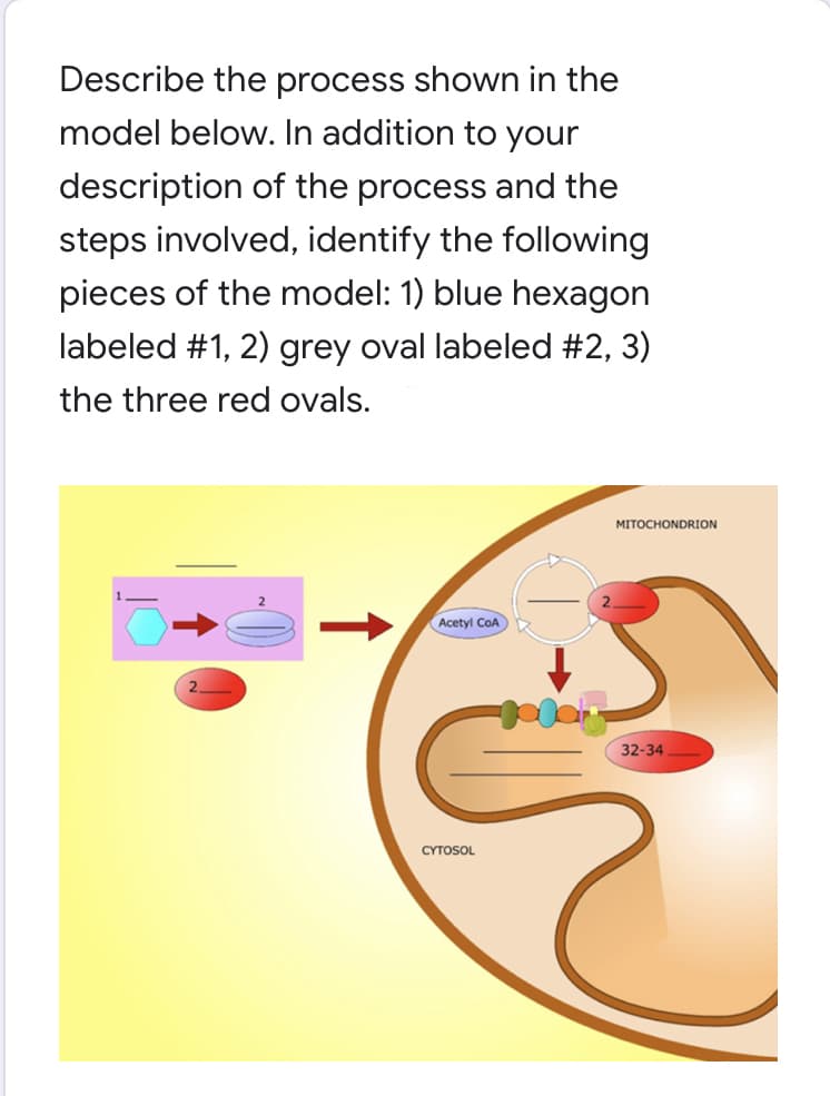 Describe the process shown in the
model below. In addition to your
description of the process and the
steps involved, identify the following
pieces of the model: 1) blue hexagon
labeled #1, 2) grey oval labeled #2, 3)
the three red ovals.
Acetyl COA
CYTOSOL
MITOCHONDRION
32-34