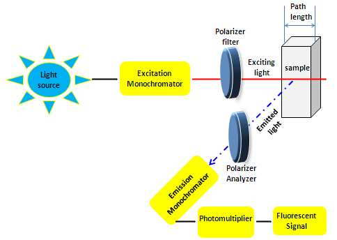 Light
source
Excitation
Monochromator
Polarizer
filter
--
->
Emission
Monochromator
Exciting
light
Polarizer
Analyzer
Photomultiplier
Path
length
sample
Emitted
light
Fluorescent
Signal