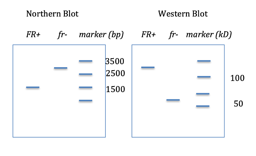 Northern Blot
FR+
fr- marker (bp)
3500
2500
1500
FR+
Western Blot
fr- marker (kD)
100
50