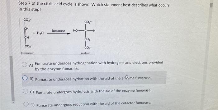 Step 7 of the citric acid cycle is shown. Which statement best describes what occurs
in this step?
CO₂
1
CH
||
CH
+ H₂O
CO₂
fumarate
CO₂™
fumarase HO C-H
CH₂
CO₂
malate
A)
Fumarate undergoes hydrogenation with hydrogens and electrons provided
by the enzyme fumarase.
B) Fumarate undergoes hydration with the aid of the enzyme fumarase.
C) Fumarate undergoes hydrolysis with the aid of the enzyme fumarase.
D) Fumarate undergoes reduction with the aid of the cofactor fumarase.