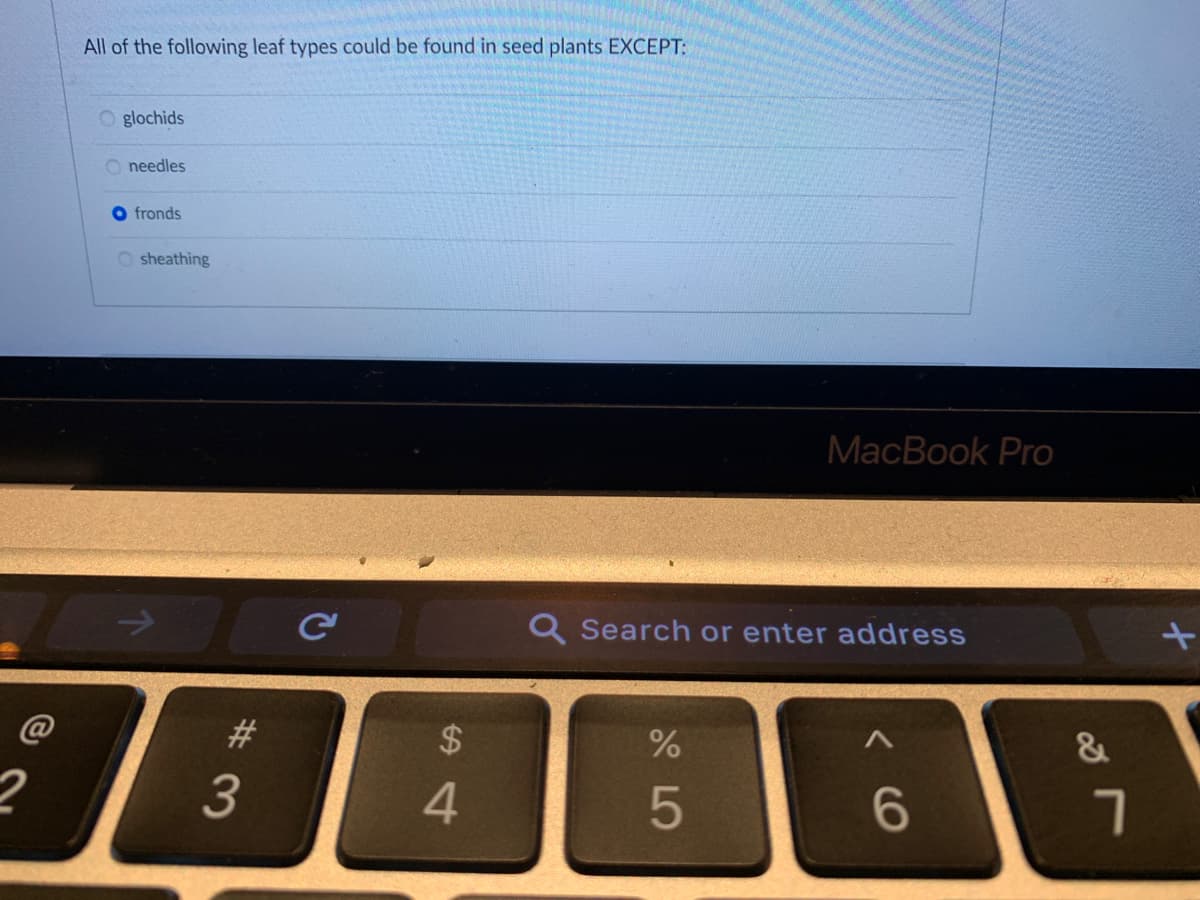 All of the following leaf types could be found in seed plants EXCEPT:
O glochids
O needles
O fronds
O sheathing
MacBook Pro
Q Search or enter address
#3
$
&
3
4
5
6.
