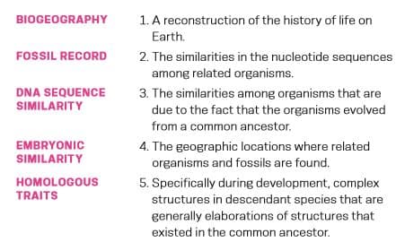 BIOGEOGRAPHY
1. A reconstruction of the history of life on
Earth.
FOSSIL RECORD
2. The similarities in the nucleotide sequences
among related organisms.
DNA SEQUENCE
SIMILARITY
3. The similarities among organisms that are
due to the fact that the organisms evolved
from a common ancestor.
EMBRYONIC
SIMILARITY
4. The geographic locations where related
organisms and fossils are found.
5. Specifically during development, complex
structures in descendant species that are
generally elaborations of structures that
existed in the common ancestor.
HOMOLOGOUS
TRAITS
