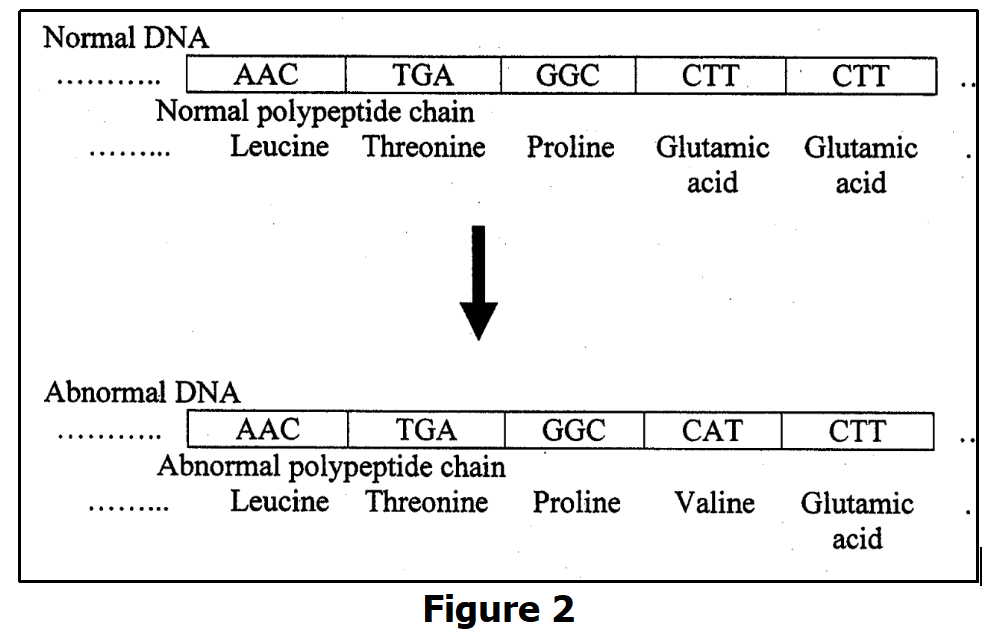 Normal DNA
ААС
TGA
GGC
СТТ
CTT
Normal polypeptide chain
Leucine Threonine
Proline
Glutamic Glutamic
acid
acid
Abnormal DNA
AAC
TGA
GGC
CAT
СТТ
Abnormal polypeptide chain
Leucine Threonine
Proline
Valine
Glutamic
acid
Figure 2
