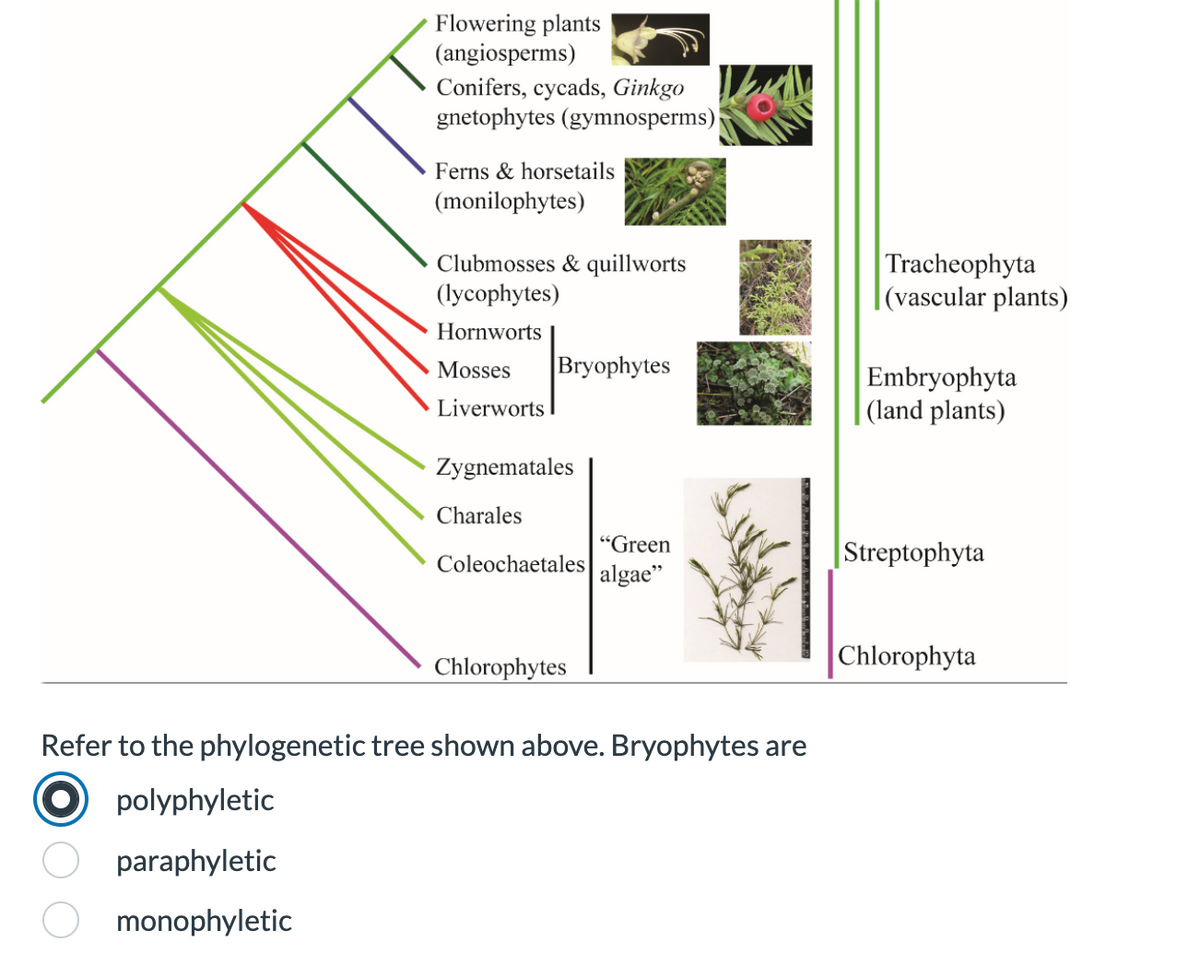 Flowering plants
(angiosperms)
DOC
Conifers, cycads, Ginkgo
gnetophytes (gymnosperms)
Ferns & horsetails
(monilophytes)
Clubmosses & quillworts
(lycophytes)
Hornworts
Mosses Bryophytes
Liverworts
Zygnematales
Charales
"Green
Coleochaetales algae"
Chlorophytes
Refer to the phylogenetic tree shown above. Bryophytes are
polyphyletic
paraphyletic
monophyletic
Tracheophyta
(vascular plants)
Embryophyta
(land plants)
Streptophyta
Chlorophyta