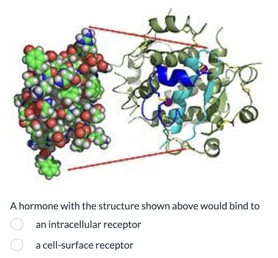Q
A hormone with the structure shown above would bind to
O
an intracellular receptor
O a cell-surface receptor