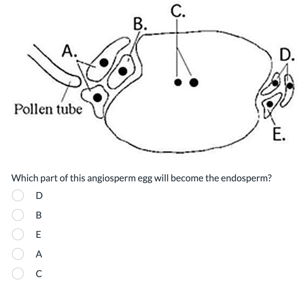 A.
Pollen tube
B.
C.
Which part of this angiosperm egg will become the endosperm?
D
B
E
A
с
D.
E.