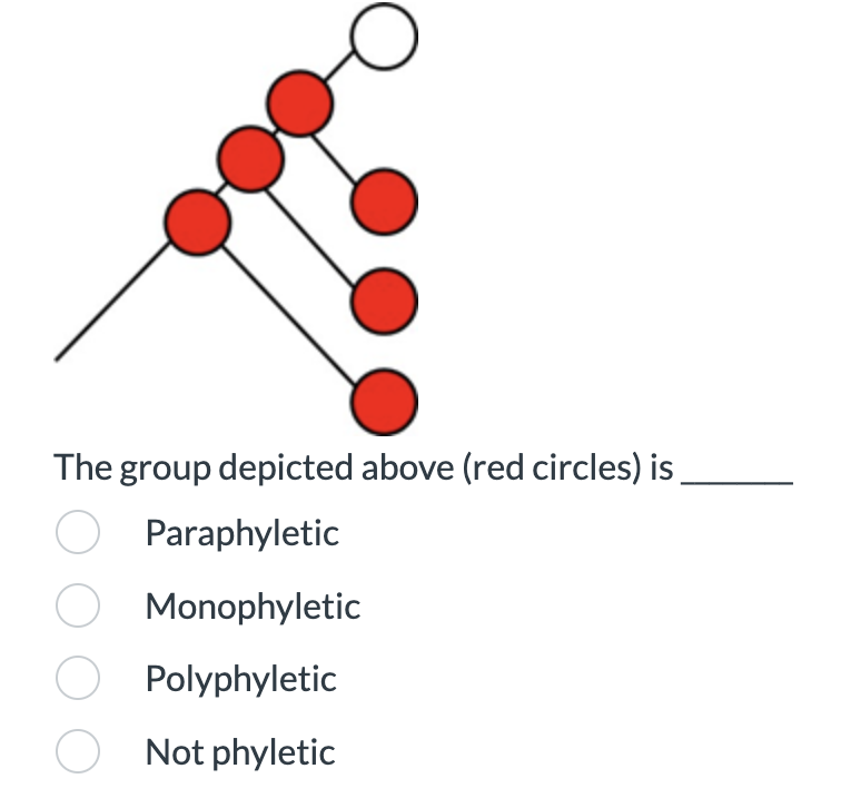 The group depicted above (red circles) is_
O Paraphyletic
Monophyletic
O Polyphyletic
Not phyletic