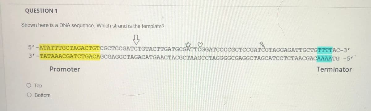 QUESTION 1
Shown here is a DNA sequence. Which strand is the template?
5'-ATATTTGCTAGACTGTCGCTCCGATCTGTACTTGATGCGATTČGGATCCCCGCTCCGATCGTAGGAGATTGCTGTTTTAC-3'
3'-TATAAACGATCTGACAGCGAGGCTAGACATGAACTACGCTAAGCCTAGGGGCGAGGCTAGCATCCTCTAACGACAAAATG -5'
Promoter
Terminator
O Top
O Bottom
