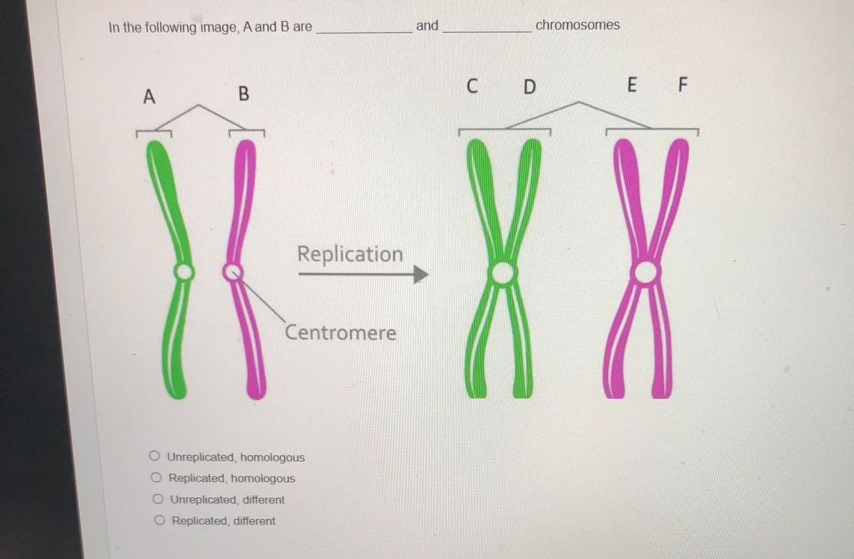 In the following image, A and B are
and
chromosomes
E F
A
B
Replication
Centromere
O Unreplicated, homologous
O Replicated, homologous
O Unreplicated, different
O Replicated, different
