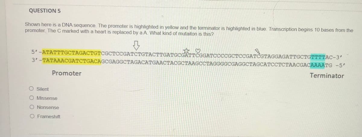 QUESTION 5
Shown here is a DNA sequence. The promoter is highlighted in yellow and the terminator is highlighted in blue. Transcription begins 10 bases from the
promoter. The C marked with a heart is replaced by a A. What kind of mutaiton is this?
5'-ATATTTGCTAGACTGTCGCTCCGATCTGTACTTGATGCGATTČGGATCCCCGCTCCGATCGTAGGAGATTGCTGTTTTAC-3'
3'-TATAAACGATCTGACAGCGAGGCTAGACATGAACTACGCTAAGCCTAGGGGCGAGGCTAGCATCCTCTAACGACAAAATG -5'
Promoter
Terminator
Silent
O Missense
O Nonsense
O Frameshift
