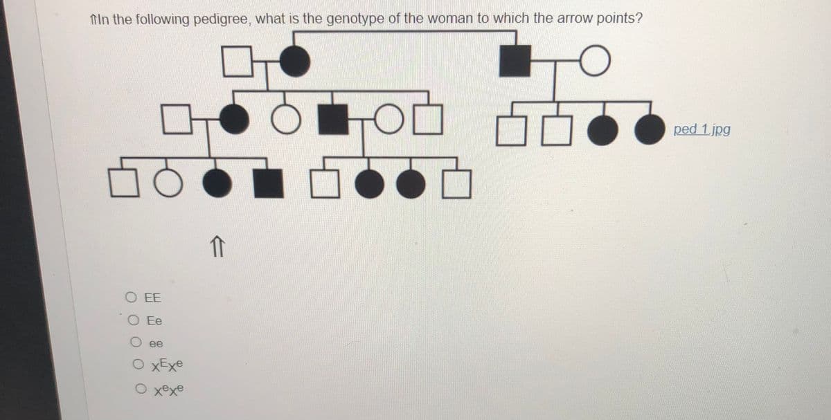 fin the following pedigree, what is the genotype of the woman to which the arrow points?
ped 1.jpg
O EE
O Ee
О ее
O XExe
O xexe

