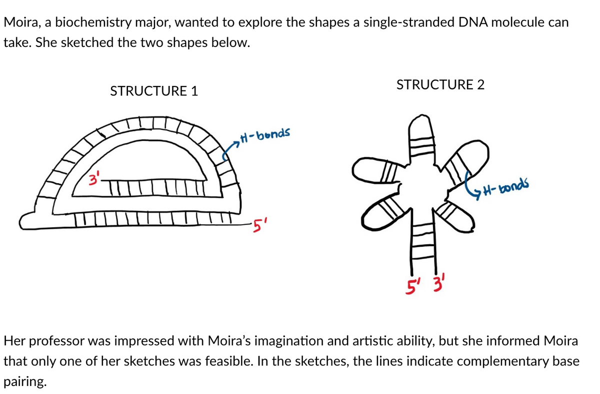 Moira, a biochemistry major, wanted to explore the shapes a single-stranded DNA molecule can
take. She sketched the two shapes below.
STRUCTURE 1
STRUCTURE 2
H-bonds
3⁰.
-5'
5' 3'
Her professor was impressed with Moira's imagination and artistic ability, but she informed Moira
that only one of her sketches was feasible. In the sketches, the lines indicate complementary base
pairing.
>H-bonds