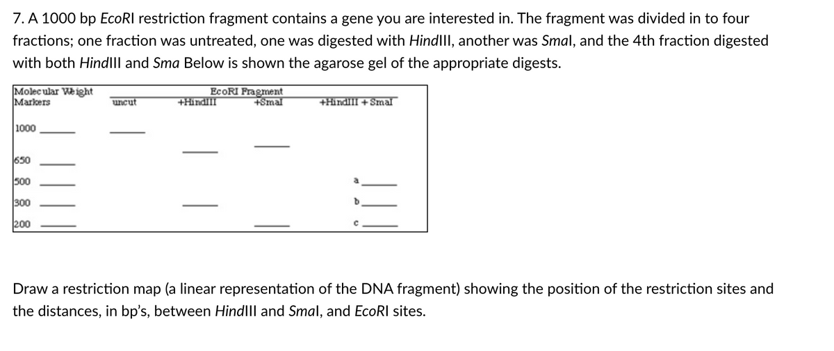 7. A 1000 bp EcoRI restriction fragment contains a gene you are interested in. The fragment was divided in to four
fractions; one fraction was untreated, one was digested with HindIII, another was Smal, and the 4th fraction digested
with both HindIII and Sma Below is shown the agarose gel of the appropriate digests.
Molecular Weight
Markers
EcoRI Fragment
+HindIII
+Smal
uncut
+HindIII +Smal
1000
650
500
300
200
с
Draw a restriction map (a linear representation of the DNA fragment) showing the position of the restriction sites and
the distances, in bp's, between HindIII and Smal, and EcoRI sites.