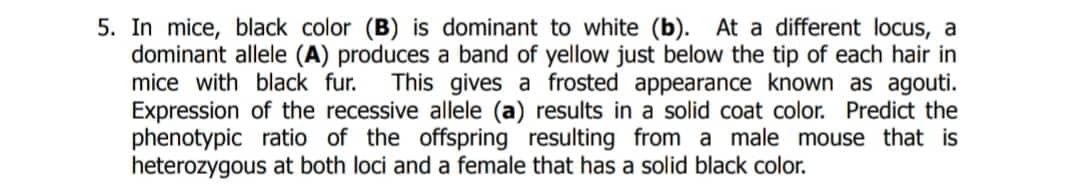 5. In mice, black color (B) is dominant to white (b). At a different locus, a
dominant allele (A) produces a band of yellow just below the tip of each hair in
mice with black fur. This gives a frosted appearance known as agouti.
Expression of the recessive allele (a) results in a solid coat color. Predict the
phenotypic ratio of the offspring resulting from a male mouse that is
heterozygous at both loci and a female that has a solid black color.