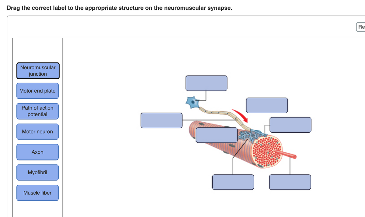 Drag the correct label to the appropriate structure on the neuromuscular synapse.
Re
Neuromuscular
junction
Motor end plate
Path of action
potential
Motor neuron
Аxon
Myofibril
Muscle fiber
